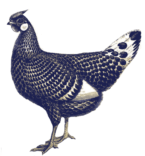 Illustration d'une poule